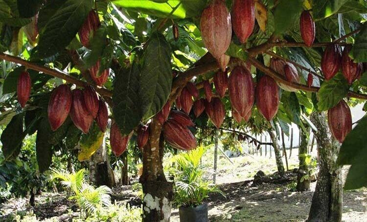 cacao