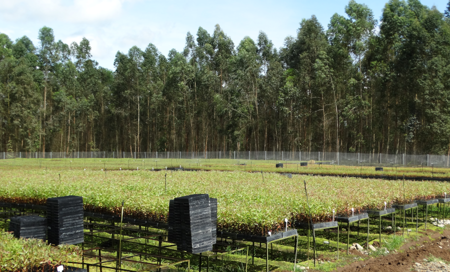 forestal1